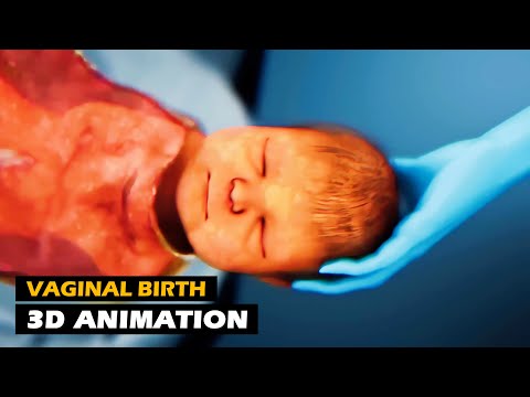 Vaginal Childbirth | 3D Animation