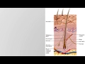 Annotated Integumentary 5
