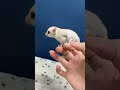 フクロモモンガのYouTubeサムネイル画像