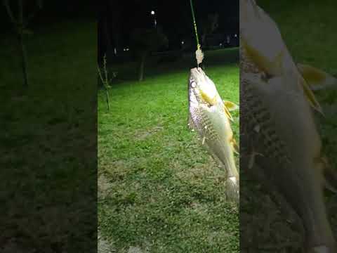 pesca en GRAL Lavalle #burriquetas y corvina rubia