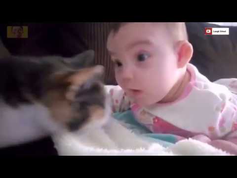 funny cats ضحك تخسر jamal alpha  funny cats and babies,