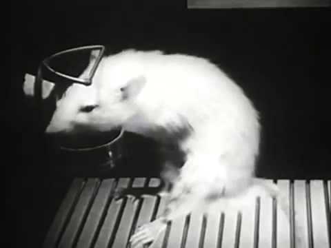 An example of Operant Conditioning: a The hungry rats