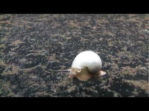 Aqua-Tropica "Das Original" - Apfelschnecke weiß