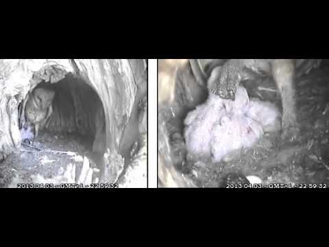 3 perky owlets taking their chances under Mama's feet - Audubon Starr Ranch, Ca.