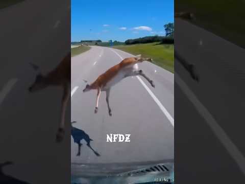 “driving in my car, right after a beer” 🍺 👑