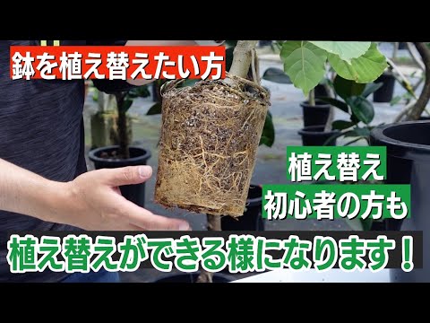 酢の木を鉢に植える:それは可能ですか? 植物