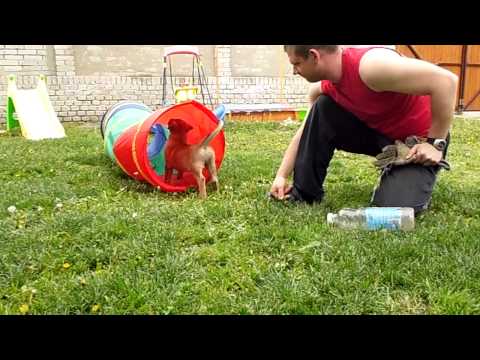 "V" male 1 of Shepherd's Crook -1