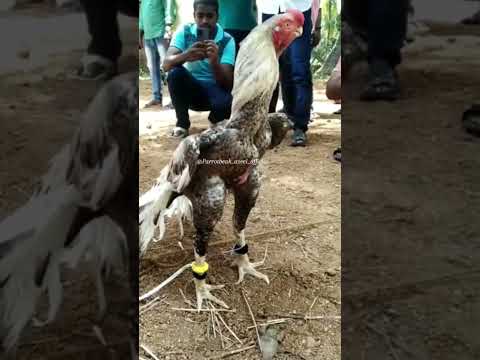 Parrot Beak Aseel Murga 😎