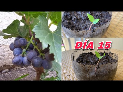 , title : 'Como Germinar semillas de uva 🍇 con el mejor metedo y más rápidos'