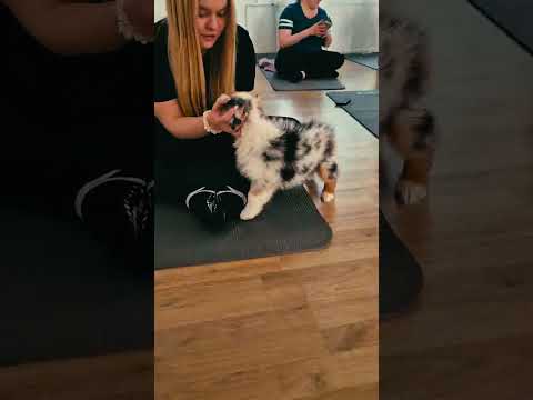 Australian Shepherd Welpe kaufen