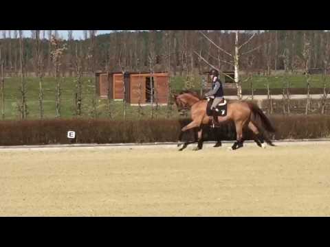 Tolles Charakterpferd für den Dressursport Fiorissimo x Sandro Hit