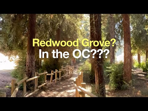 Redwood Grove Hike Guide (Carbon Canyon – Brea)