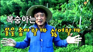 장마철 복숭아 관리 참 힘들지요