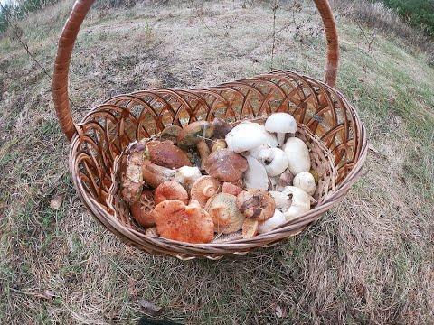 По грибы 21 октября 2022г. Октябрьское ассорти в Смоленских лесах