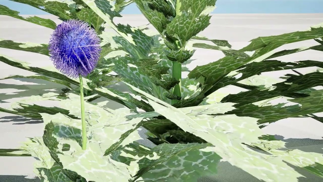 阿拉伯蓝刺头 mandavillei 集合 3D 模型