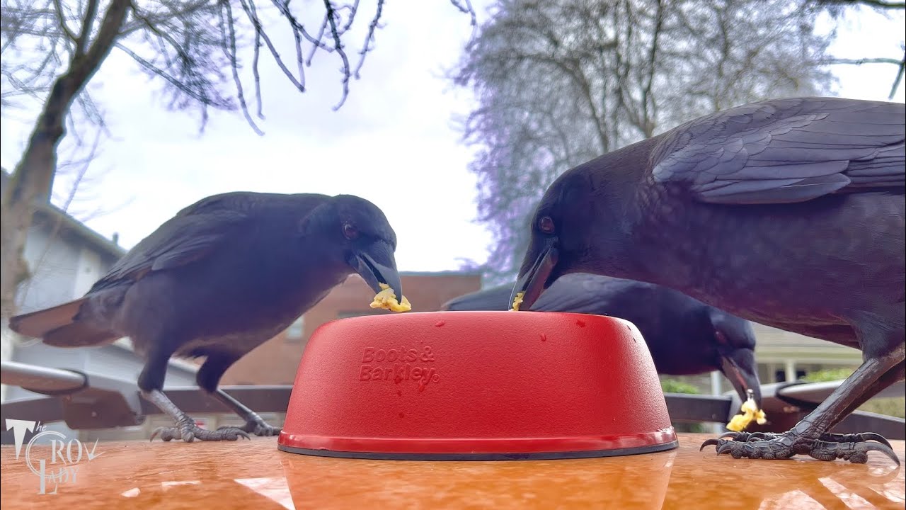 Simple Crow Cam