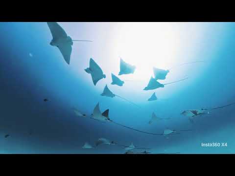 Eagle rays video thumbnail