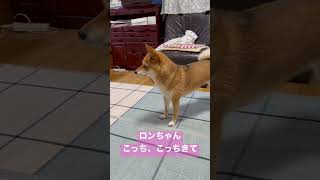 まわるまわるよ時代は回る豆柴 #shibainu #柴犬 #犬のいる暮らし #cute #時代