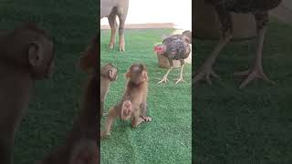 Download lagu Bayi monyet berkelahi dengan ayam saat waktu makan siang #shorts, #pets, #birds, #familypets mp3