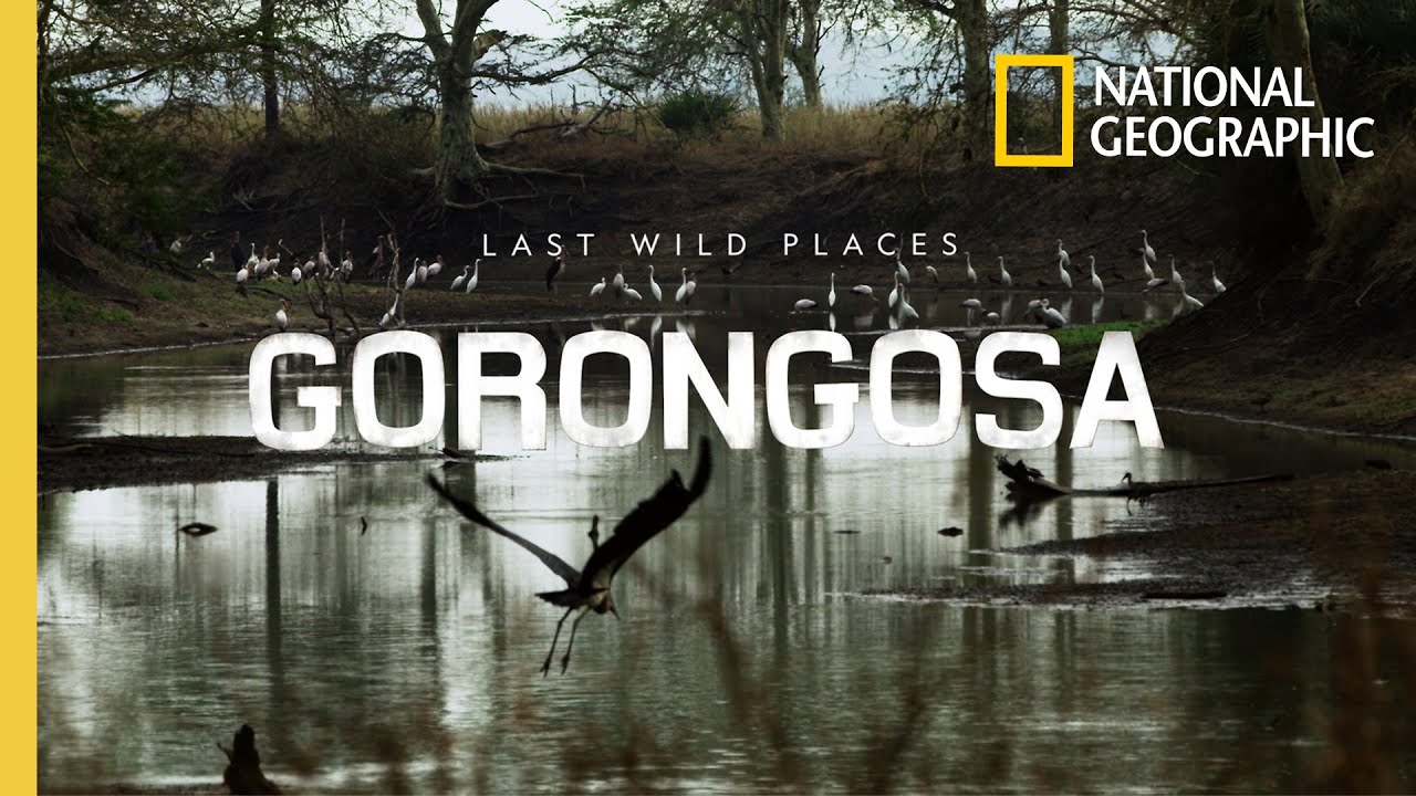 What is special about Mount Gorongosa? Tipseri