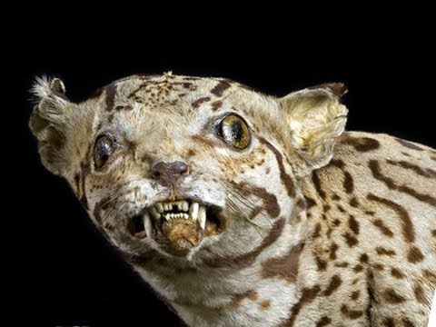 なぜ人間は剥製にしないのか？ (Why Don't We Taxidermy Humans?)
