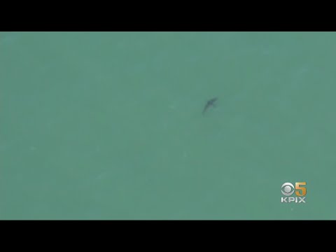 Large Number Of Great White Sharks Off California Coast Visible From Air