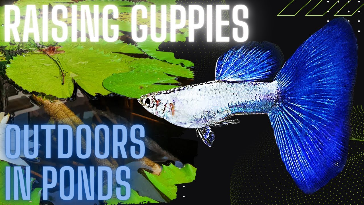 What would happen if a mating pair of guppies were placed in a large pond?