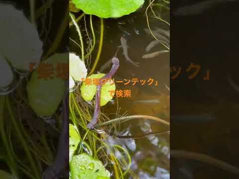 bassin-jardin-terrasse-bois-banc-poissons-plantes-graminées