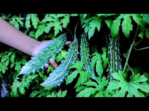 How To Grow Bitter Gourd From Seeds - A Complete Guide For Growing Karela