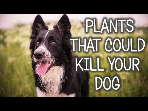 PLANTS TOXIC TO DOGS! (Deadly Plants Poisonous To Dogs)