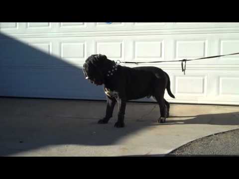 Old World Coligola 2 years, Neapolitan Mastiff, Mastino Napolitano