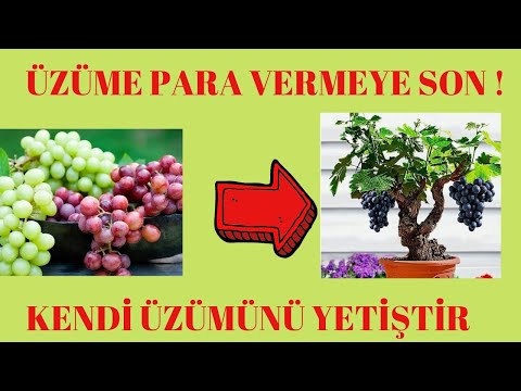 , title : 'Üzüm çekirdeği çimlendirme - How to germinate grape seeds'
