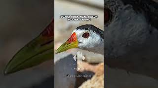 Download lagu Suara Ruak Ruak Gacor Parahh..😱‼️#suararuakruak #ruakruak #shorts mp3 Download lagu Suara Ruak Ruak Gacor Parahh..😱‼️#suararuakruak #ruakruak #shorts mp3
