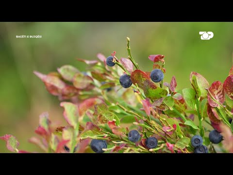 Si të bëhesh milioner me boronica/ Ju tregojmë sekretin se si rritet fruti i "mrekullive"