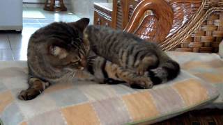 [問卦] 請問貓貓為何會兇自己的尾巴？？