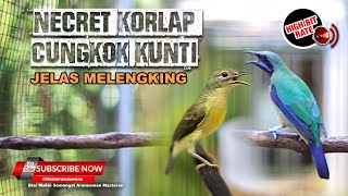 Download lagu 🔴Kolibri Manggar Gacor Necret vs Cucak Cungkok Gacor Kunti mp3 Download lagu 🔴Kolibri Manggar Gacor Necret vs Cucak Cungkok Gacor Kunti mp3