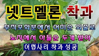 [텃밭농부 1,588]  네트멜론 착과. 어미순에 외줄키우기. 아들순 두줄 키우기. #멜론재배