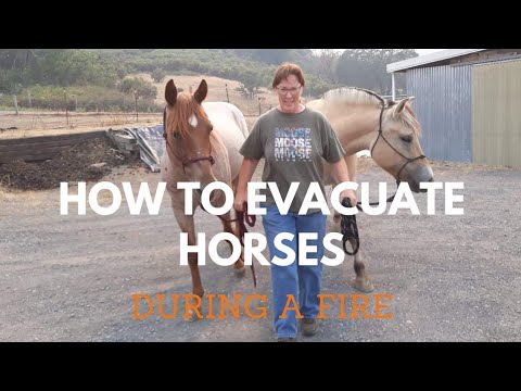 How to evacuate horses during a fire