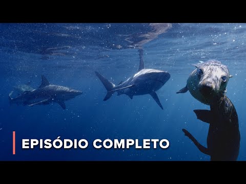 A Vida das Tartarugas Marinhas e Lobos-Marinhos-do-Cabo| África: Maravilhas do Mundo Marinho 101+102