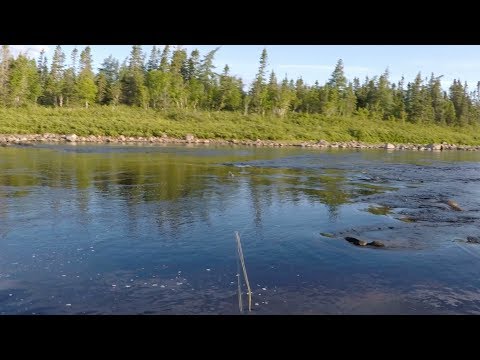 Atlantic Salmon Rising and Taking a Dry Fly  (Bomber)