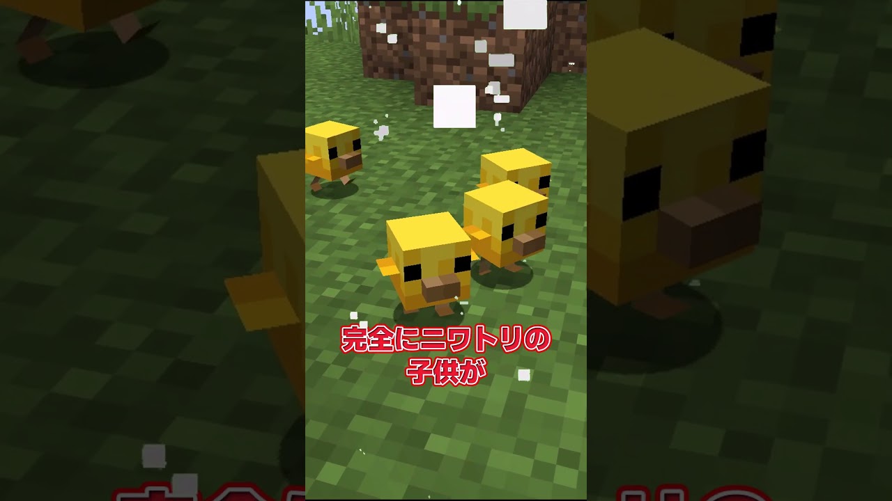 【アプデ紹介】マイクラにひよこが登場....?!?!【#マインクラフト #最新情報 #マイクラアプデ #ゆっくり実況 #ひよこ 】