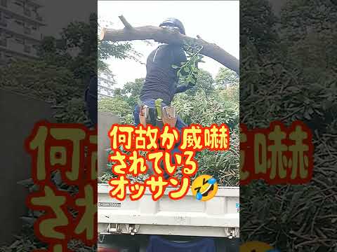 piscine de jardin rectangulaire-pergola-plexiglas