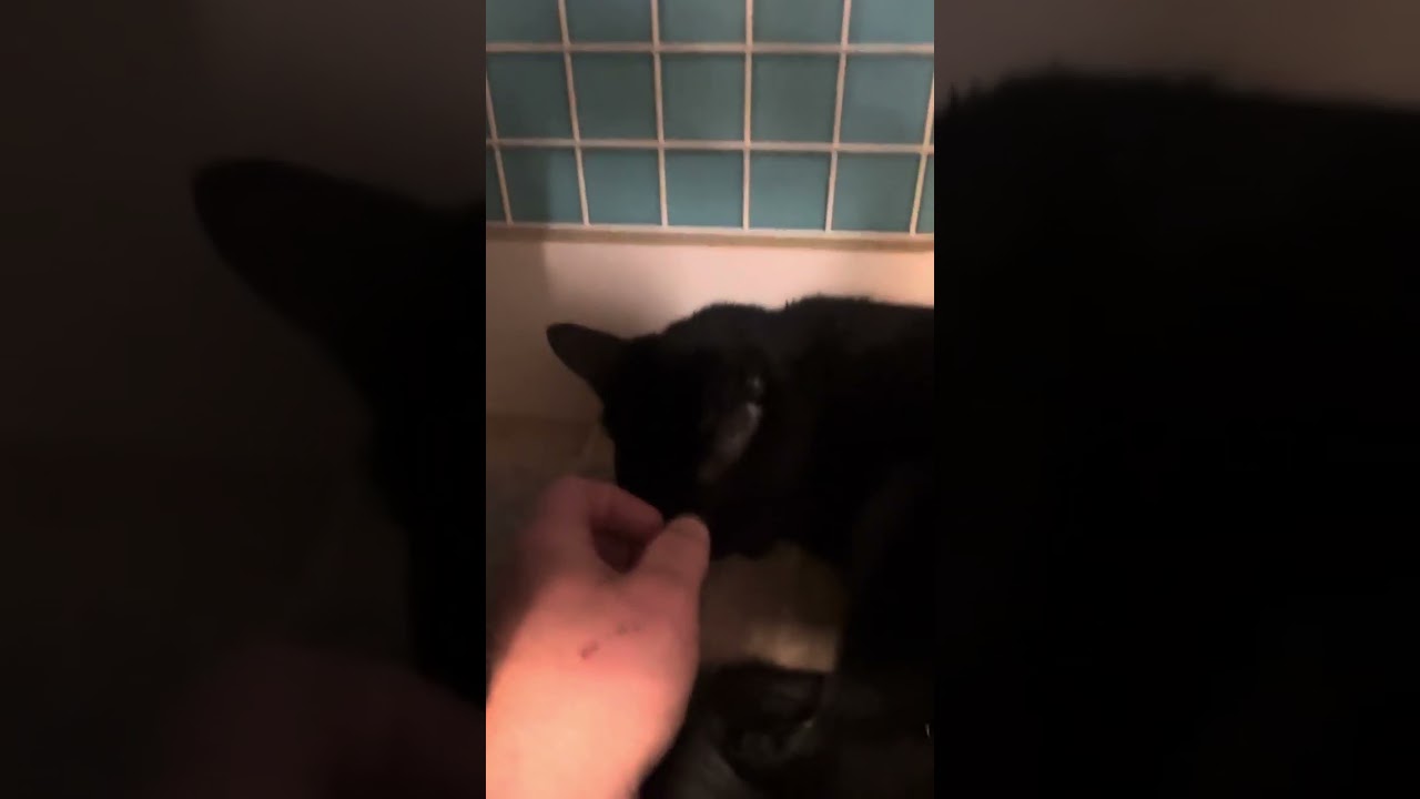 Enlarge Benson, a Adoptable Domestic Short Hair in Medina, OH video 5/5