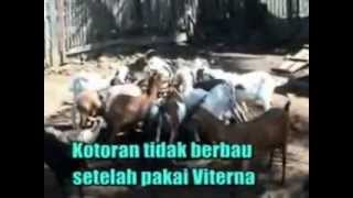 preview picture of video 'Kesaksian Produk Viterna Untuk Kambing Lokal Sambas'