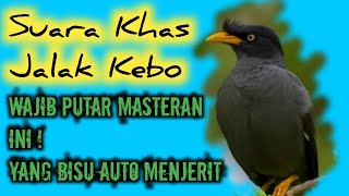 Download lagu PANCINGAN JALAK KEBO BISU 99% AUTO NYAUT || terapi jalak kebo malas bunyi mp3 Download lagu PANCINGAN JALAK KEBO BISU 99% AUTO NYAUT || terapi jalak kebo malas bunyi mp3