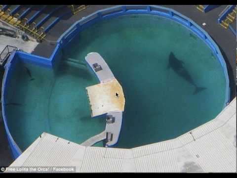 Earthcast SOS - #FreeLolitaTheOrca