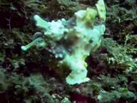 Diving Lembeh Straits with TwoFish Divers