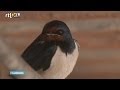 Deze boerenzwaluw heeft steeds minder te eten - RTL NIEUWS
