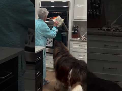 Watch as adorable dog named Chewy receives a turkey from great-grandma