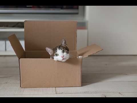 Why do cats like boxes so much?